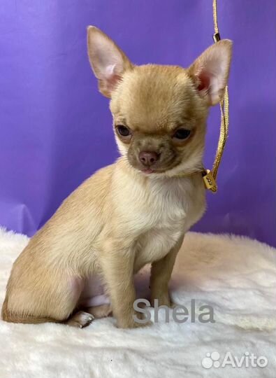 Лас Вегас мальЧиш