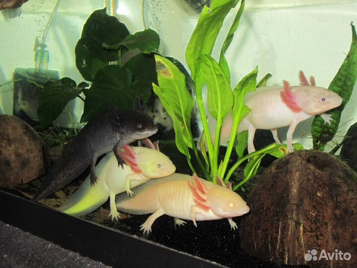 Передержка мелких животных, рептилий и др