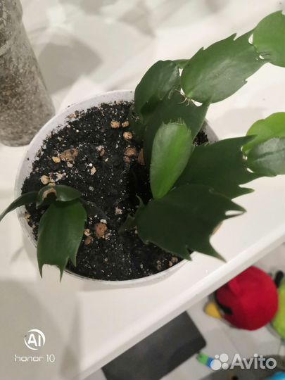 Декабрист шлюмбергера