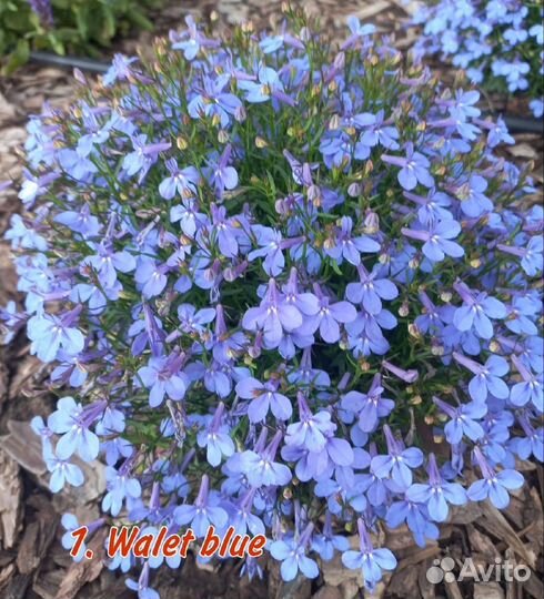 Лобелия вегетативная