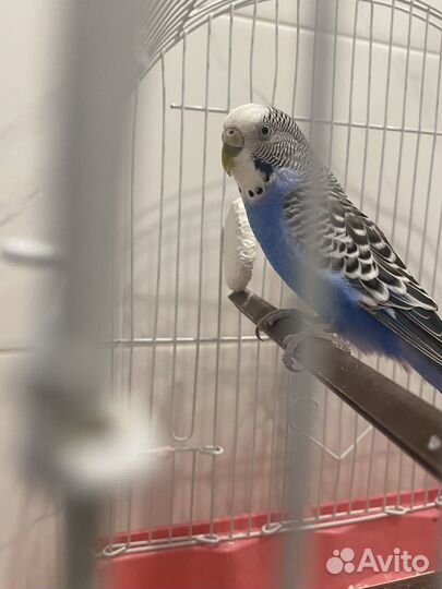 Продам попугая