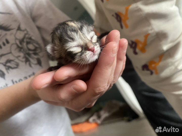 Отдам котят в добрые руки