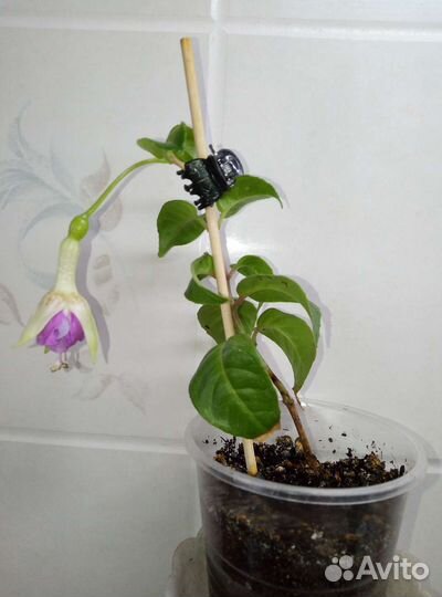 Фуксии, Монстера деликатесная, Спатифиллум