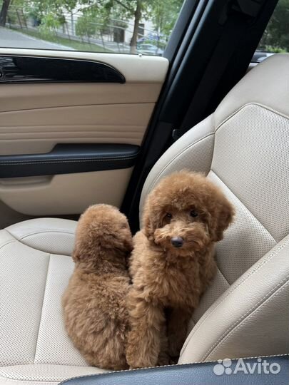 Щенки Той пудель/мелкая миниатюра ред braun