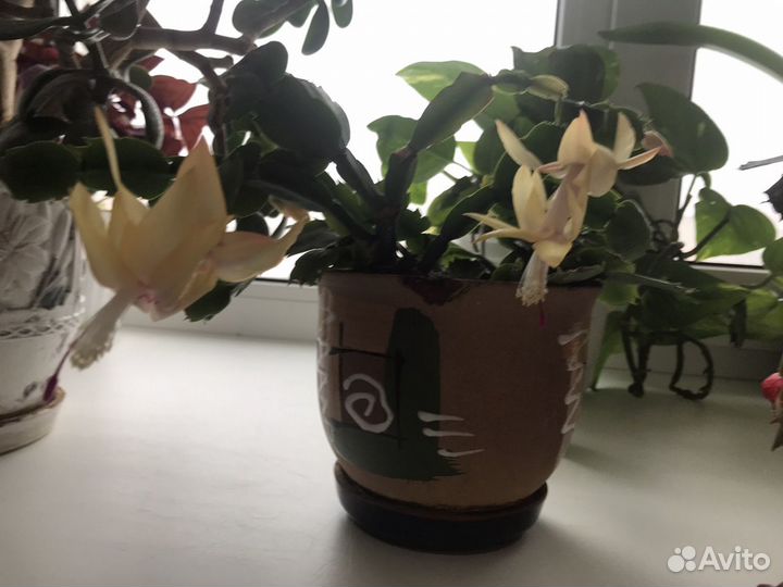 Декабрист с жёлтыми цветами в горшке