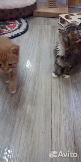 Отдам котят бесплатно