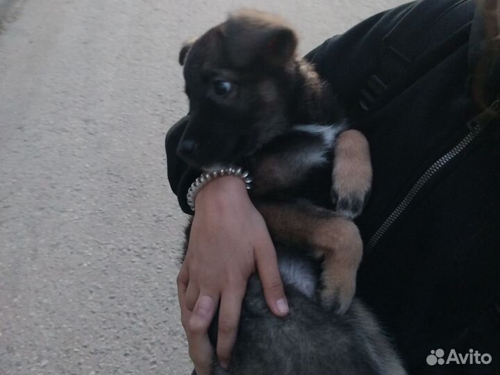 Собака в добрые руки щенок