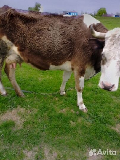 Корова и бык