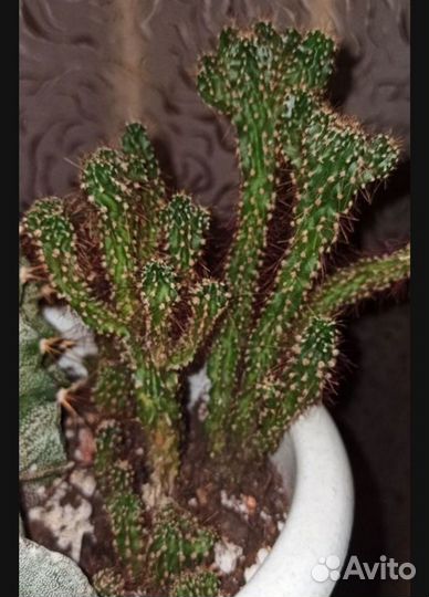 Кактусы редкие