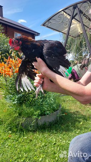 Молодые петухи