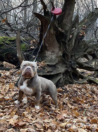 Приглашаем на вязку American Bully
