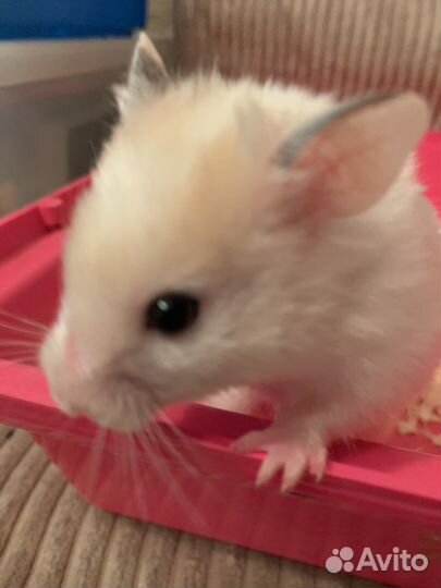 Сирийский хомяк с клеткой