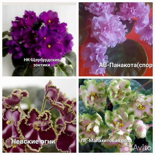 Детки сортовых фиалок