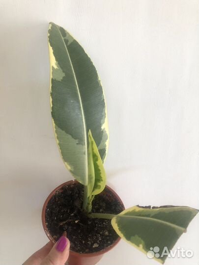 Сортовые фикусы продам