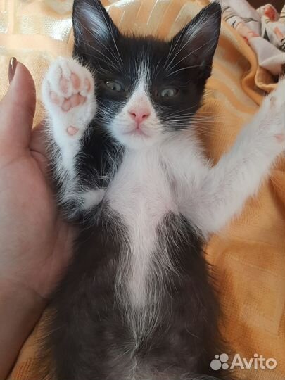 Отдам в добрые руки