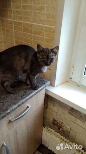 Кошки породистые бесплатно