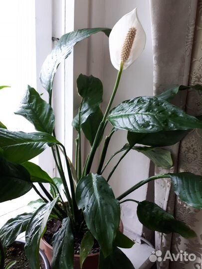 Спатифиллум(женское счастье)