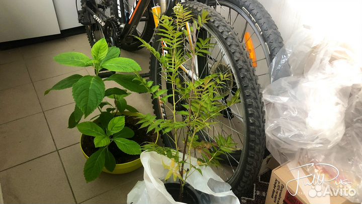 Рябинник рябинолистный Сэм