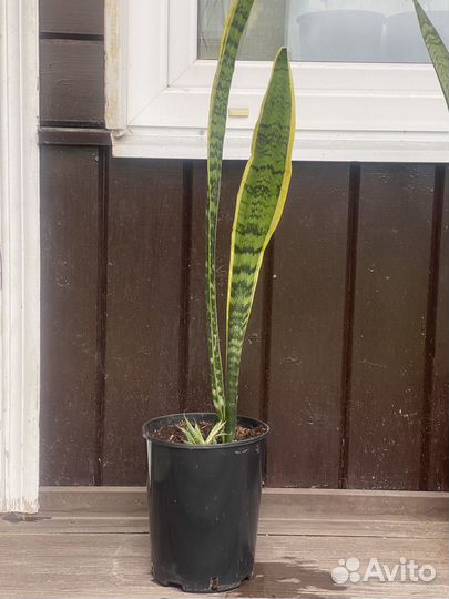 Сансевиерия Лауренти