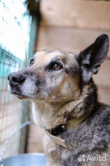 Классный взрослый пёс мечтает о своем доме