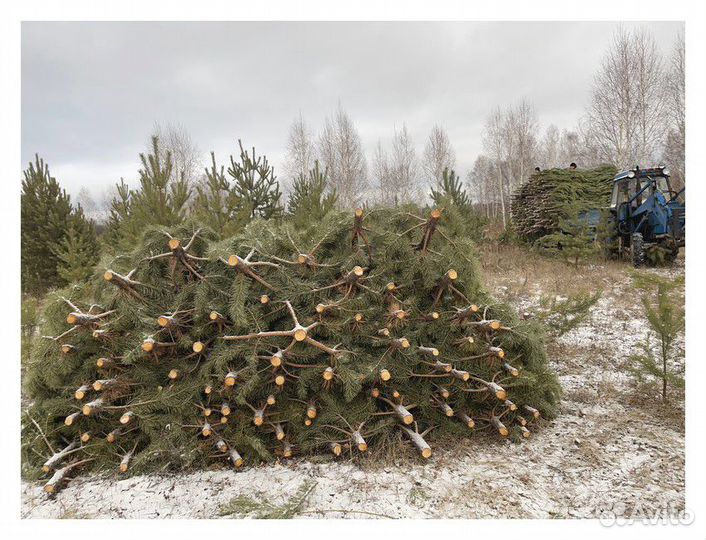 Сосна, ель, пихта, лапник