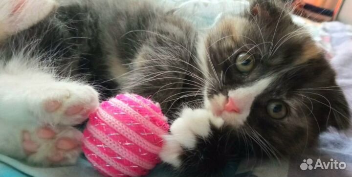 Вислоухий котенок в добрые руки