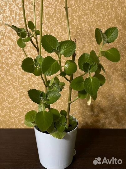 Замиокулькас, декабрист, мята