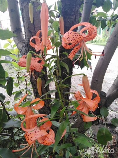 Многолетние цветы