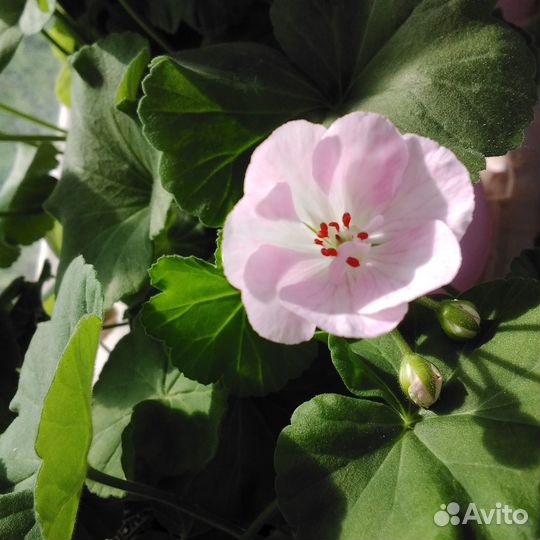 Герань розовая. Пластиковые горшки 0,8 л, 4 л