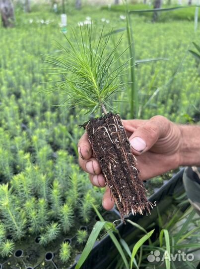 Сосна сеянцы с зкс и окс Лиственница Ель Кедр