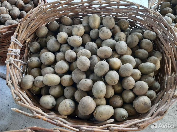 Семенной картофель гала