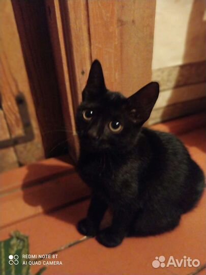 Отдам в дар котят