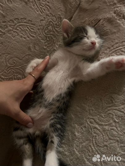 Котята в дар в ответственные руки