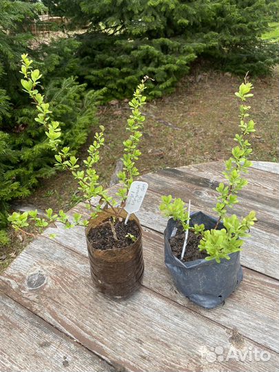 Лапчатка кустарниковая белая