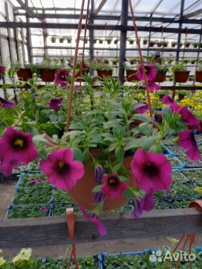 Виола цветы