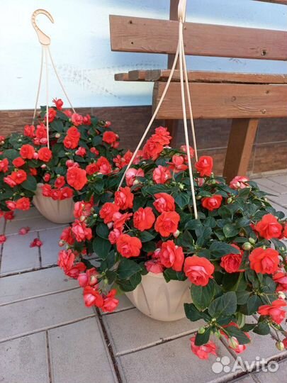 Бальзамин Мокрый Ванька комнатные цветы растения