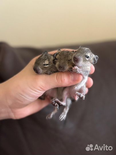 Дегу самка и малыши чилийская белка