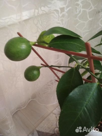 Лимонное дерево привит