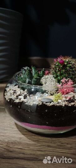 Флорариум суккуленты