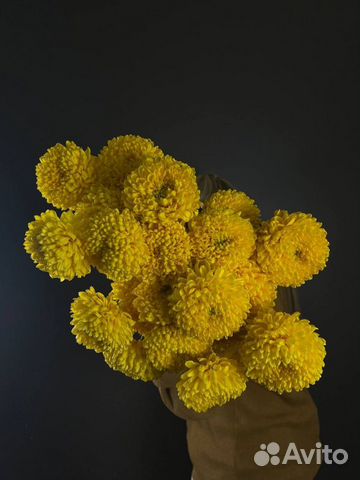 Желтые одноголовые хризантемы,хризантемы одногол