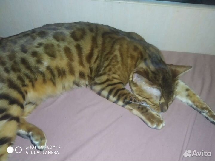 Бенгальская богиня