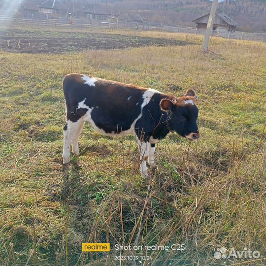 Телята бычки