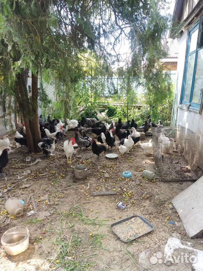 Куры Австролорп