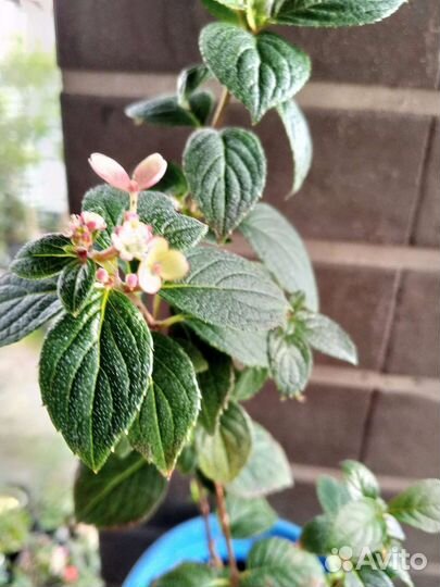 Самарская Лидия гортензия