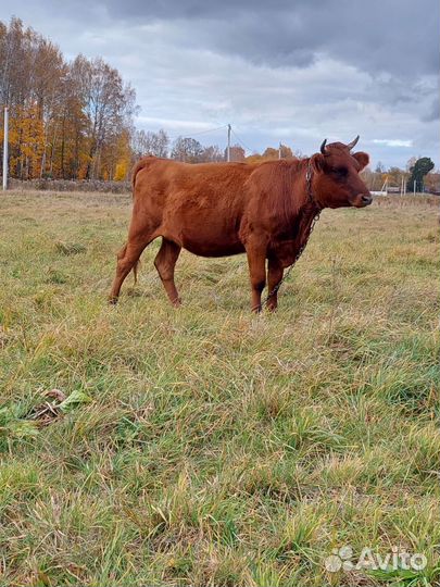 Телка(нетель)