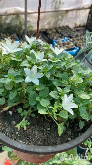 Кампанула жених и невеста