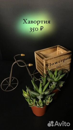 Комнатные растения