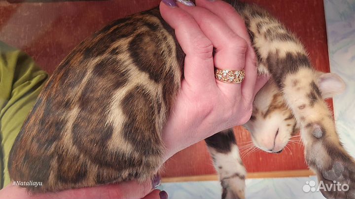 Бенгальчики