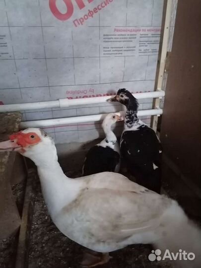 Ия Индоутки(Мускусная утка)