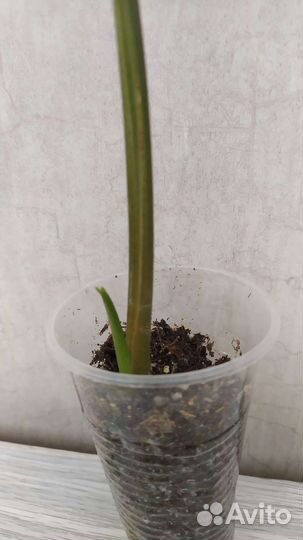 Сингониум Батерфляй